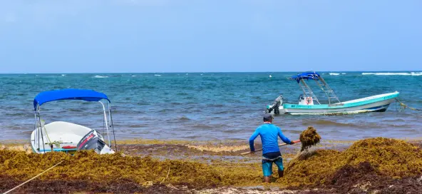 Advising on launching an innovative venture to collect and process sargassum