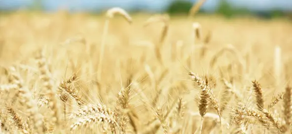 Advisory support for strengthening financial markets in wartime