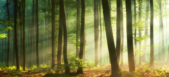 Climate investment advisory services for soil management and forestry