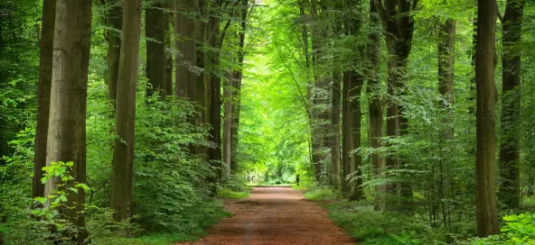 Investment advisory for scaling Nature-Based Solutions (NBS)