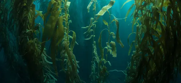 Measuring the socio-economic importance of high seas