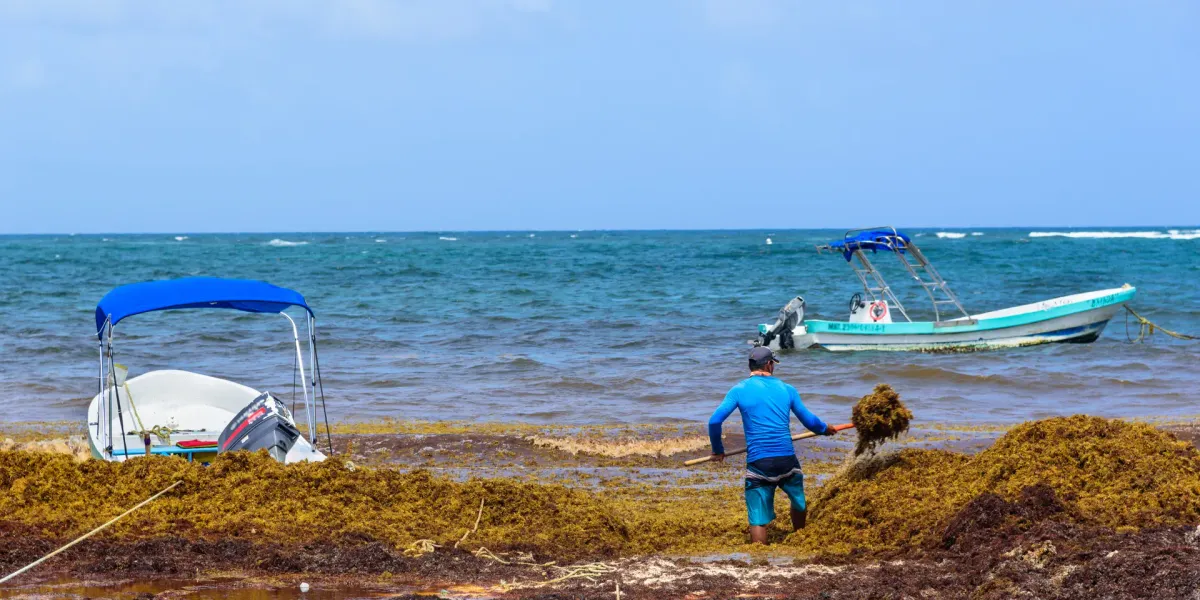 Advising on launching an innovative venture to collect and process sargassum